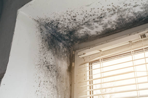 Affordable Commercial Mold Remediation solutions in Troutdale, OR